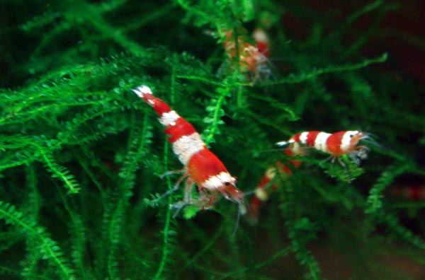 Shrimps