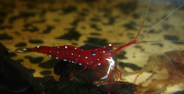 Shrimps