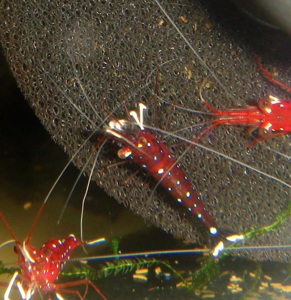 Shrimps