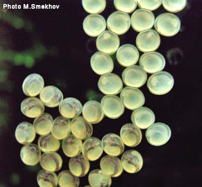 Sturisoma panamense