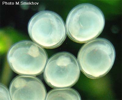 Sturisoma panamense