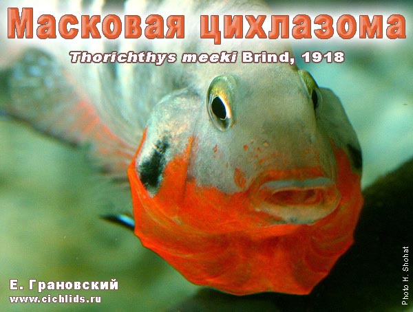 Thorichthys meeki
