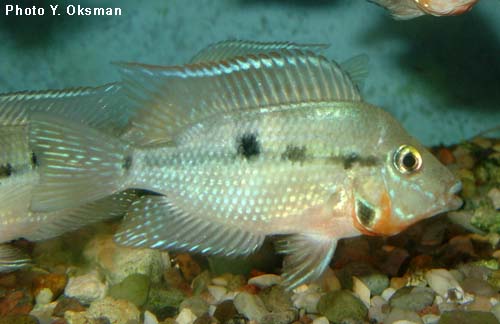 Thorichthys meeki