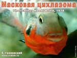 Thorichthys meeki