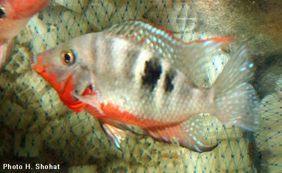 Thorichthys meeki