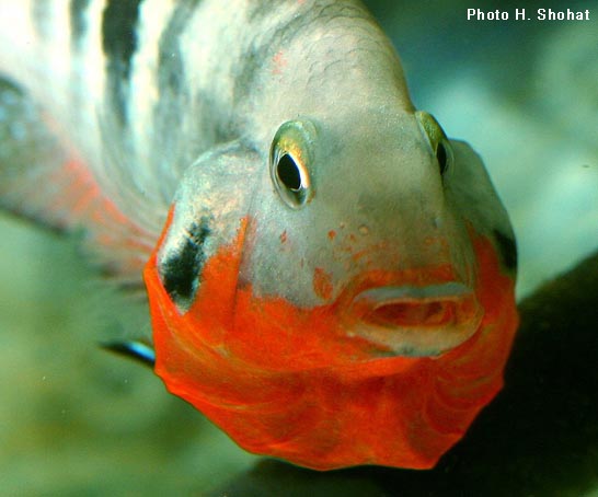 Thorichthys meeki