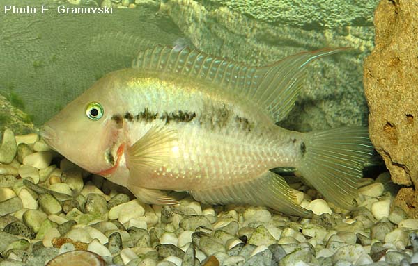 Thorichthys meeki