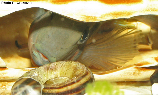 Thorichthys meeki