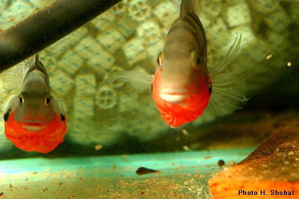 Thorichthys meeki