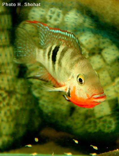 Thorichthys meeki