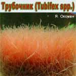 Tubifex