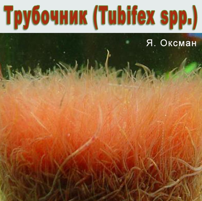 www.israquarium.co.il
