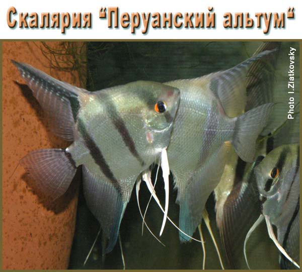 www.israquarium.co.il