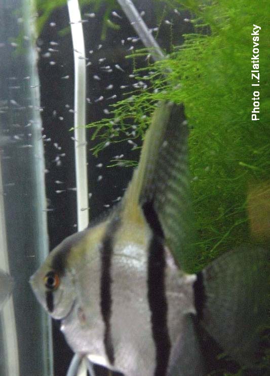 www.israquarium.co.il