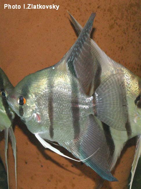 www.israquarium.co.il