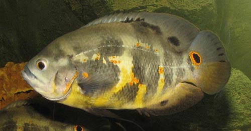www.israquarium.co.il