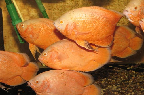 www.israquarium.co.il