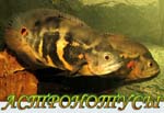 Astronotus