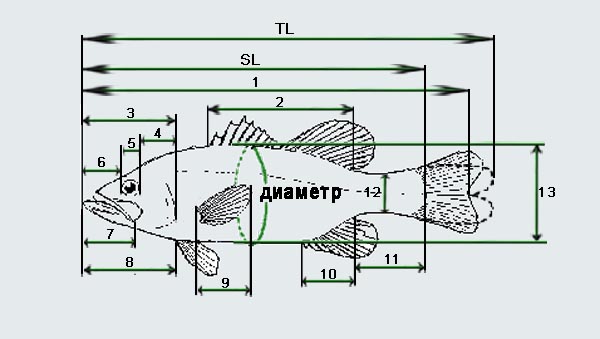 fish_size