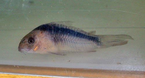 www.israquarium.co.il