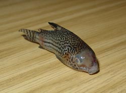 www.israquarium.co.il