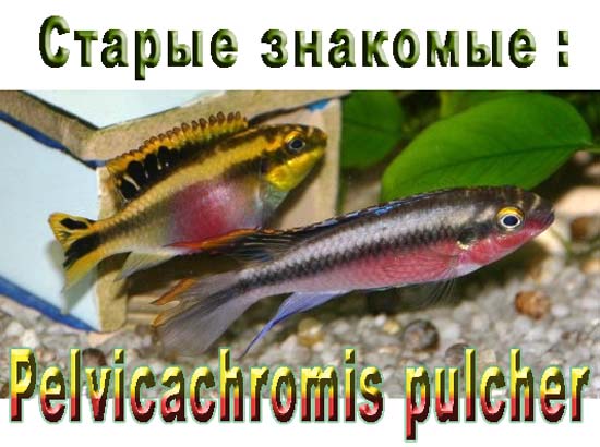 Pelvicachromis pulcher