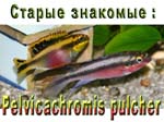 Pelvicachromis pulcher