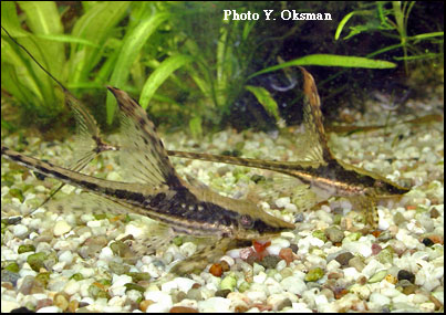 Sturisoma panamense