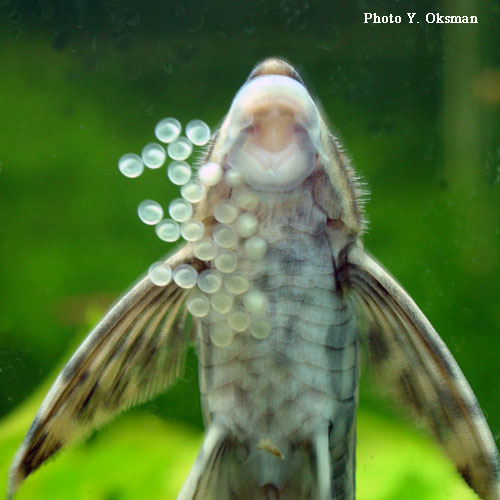 Sturisoma panamense