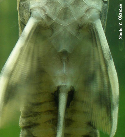Sturisoma panamense