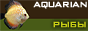 Aquarian.Spb -  ,  