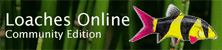 Loaches Online